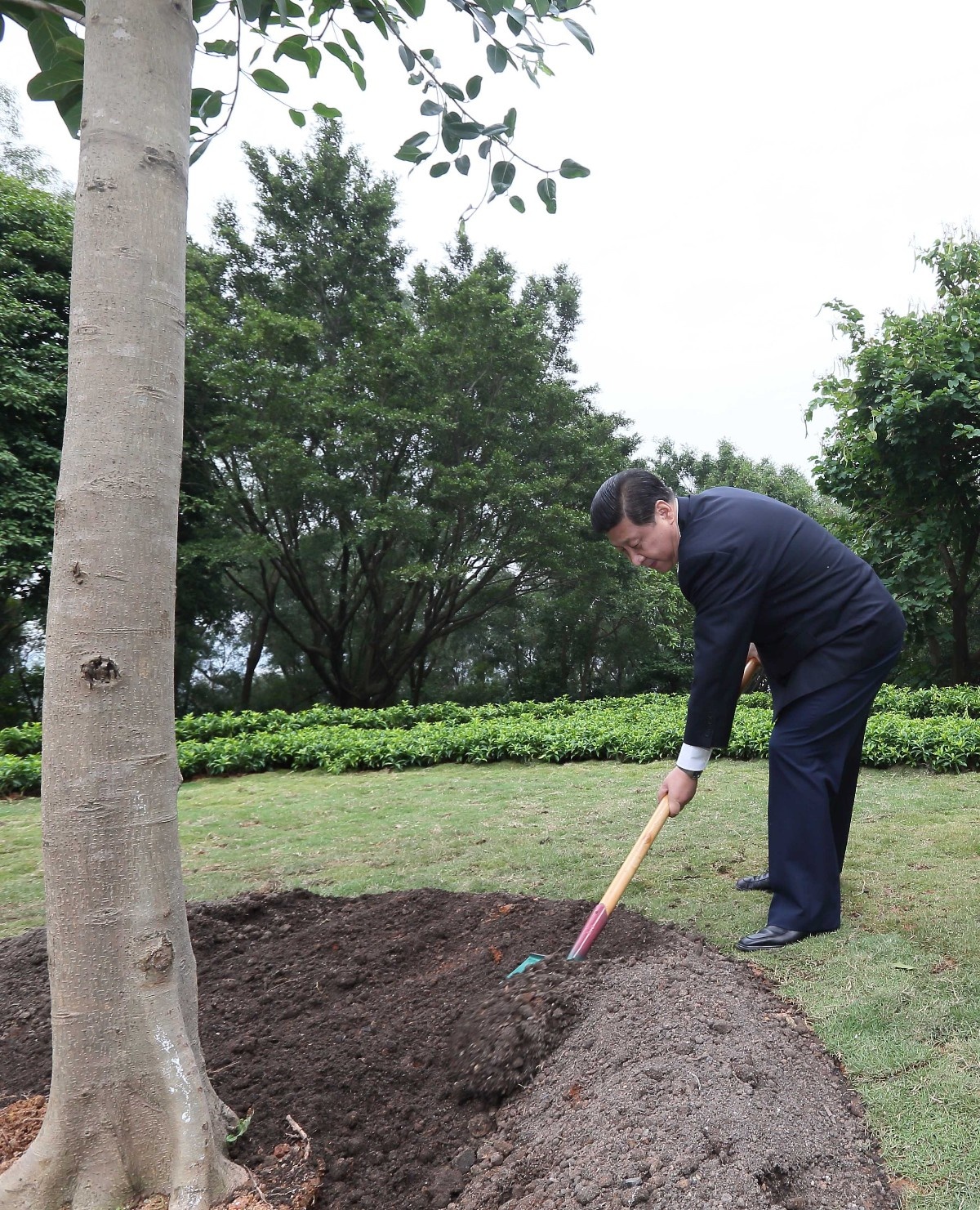 2012年12月8日，習近平在深圳蓮花山公園種下一棵高山榕樹(shù)。