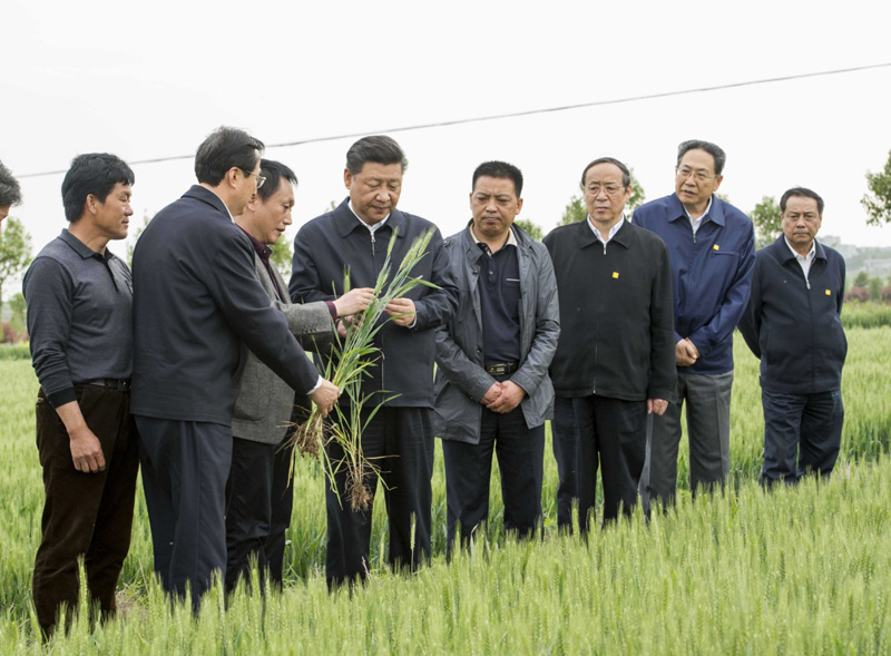 2016年4月25日下午，習近平在安徽滁州市鳳陽(yáng)縣小崗村察看小麥長(cháng)勢。左一為種糧大戶(hù)程夕兵。新華社記者 李學(xué)仁 攝